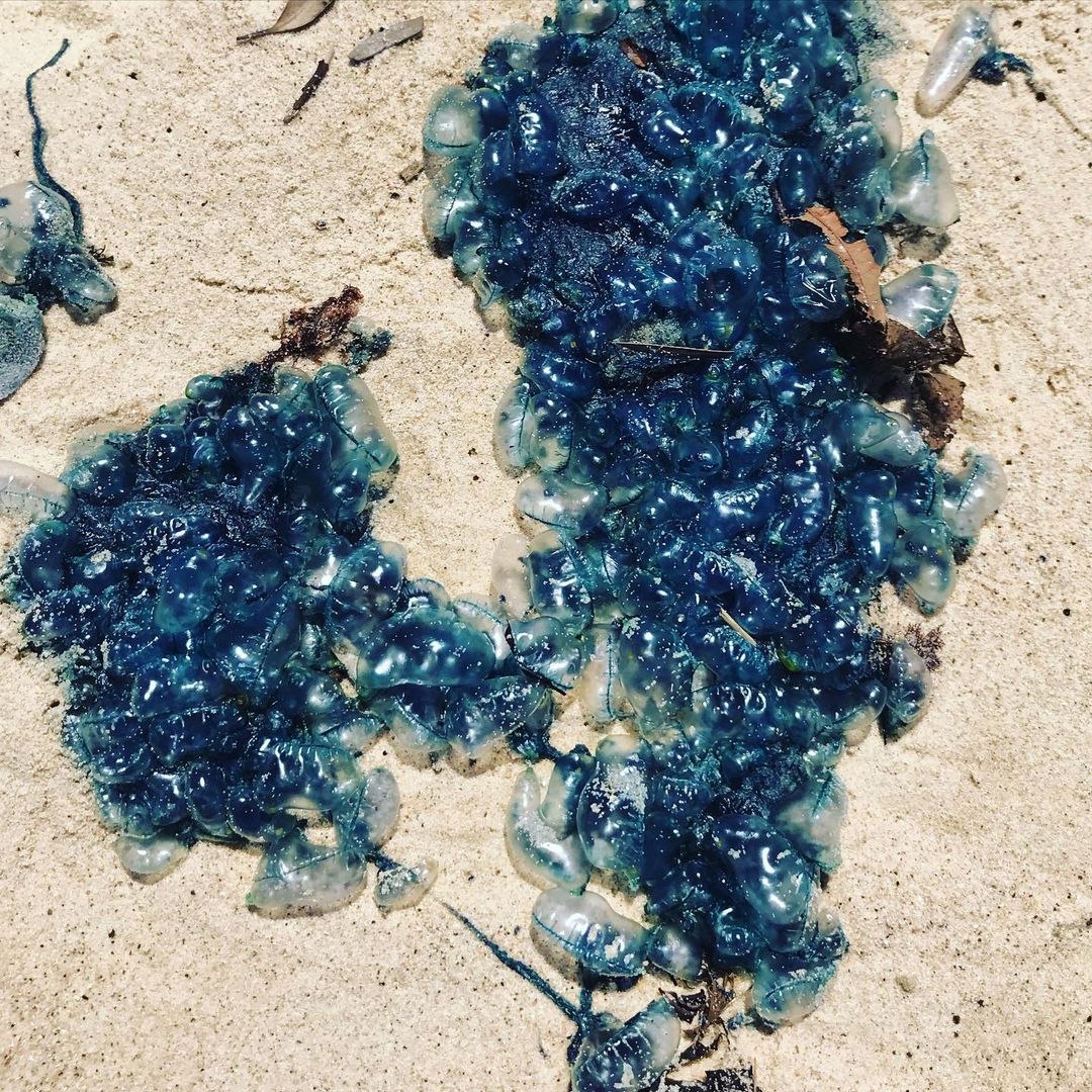 Bluebottles visit Sydney's beaches in droves: Why they arrive each summer