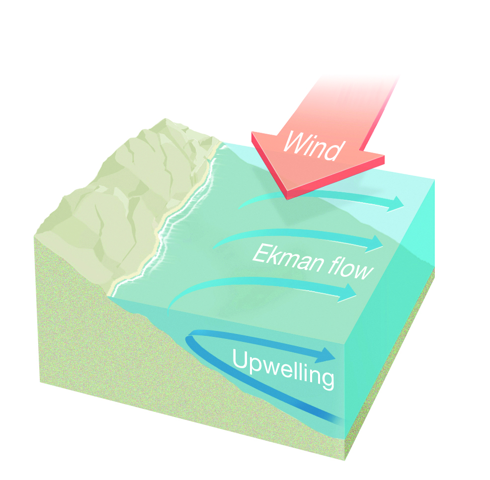 Winds blowing parallel to the coast can cause upwelling (or downwelling) through a process called Ekman Transport. Source: Bureau of Meteorology