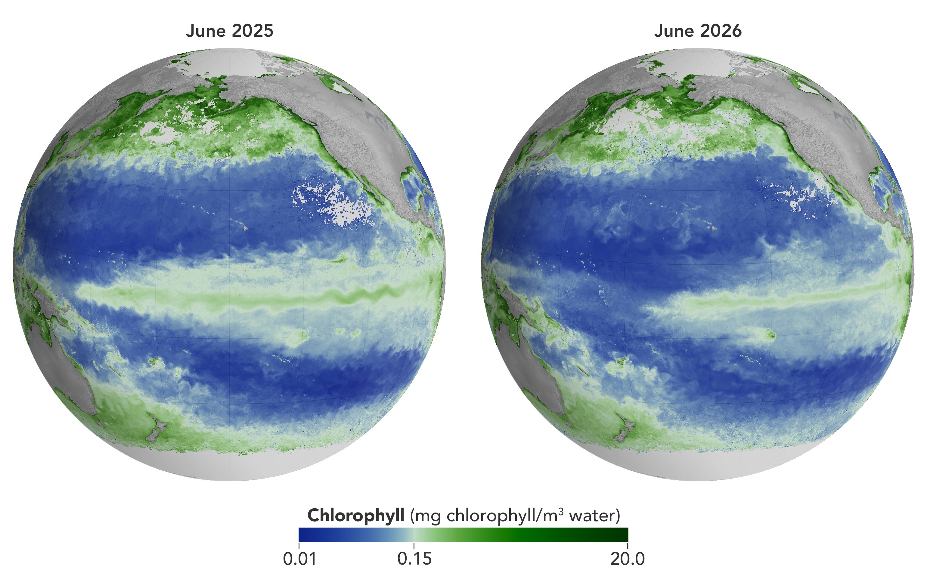 Concentrations of chlorophyll-a in the equatorial Pacific Ocean in June 2025 (left) and June 2026 (right). The presence of El Niño in 2026 has caused a reduction in chlorophyll-a concentrations in parts of the Pacific Ocean. Source: NASA Earth Observatory / Michala Garrison.
