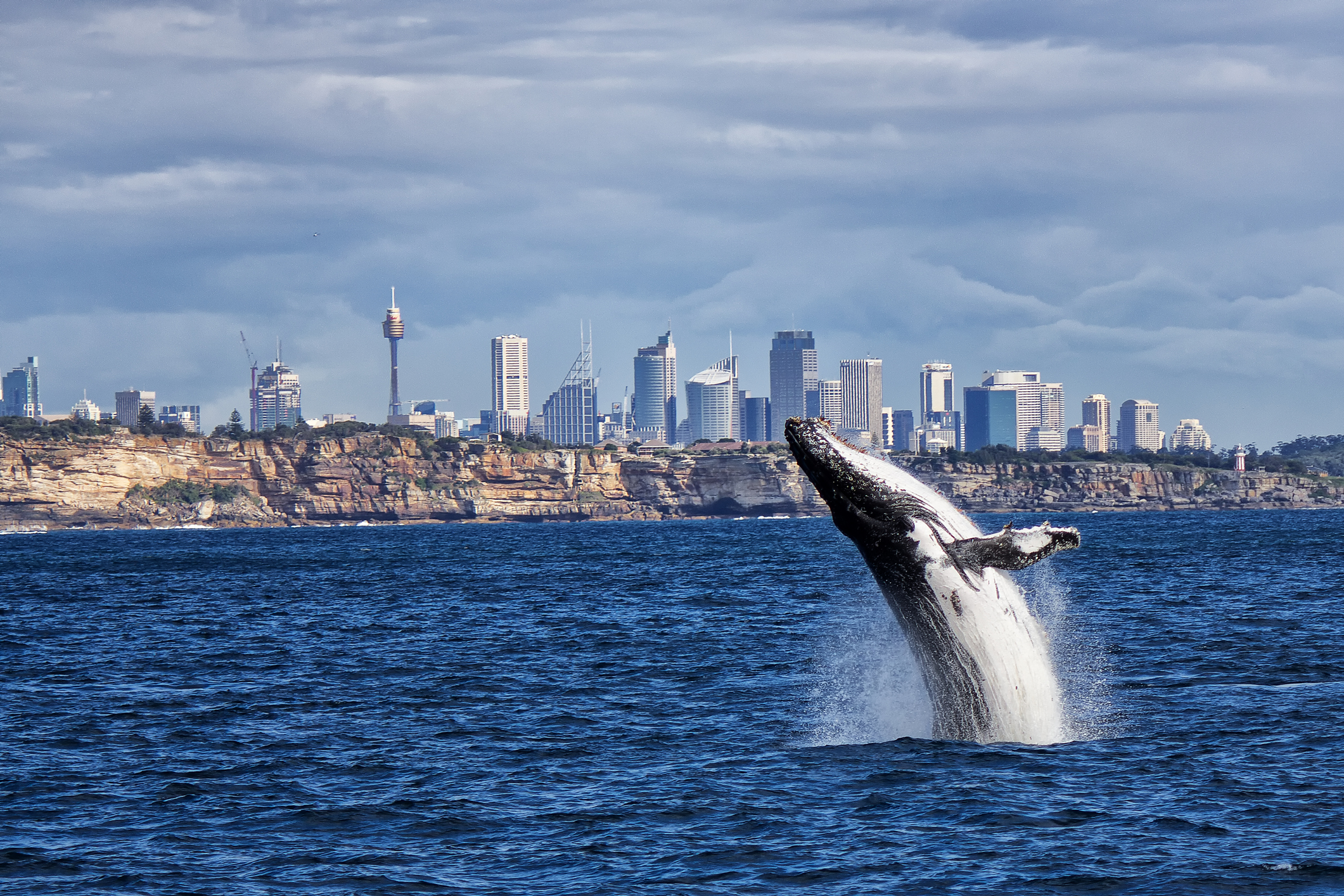 A breaching humpback whale just outside Sydney Harbour's heads. Source: iStock / PomInOz