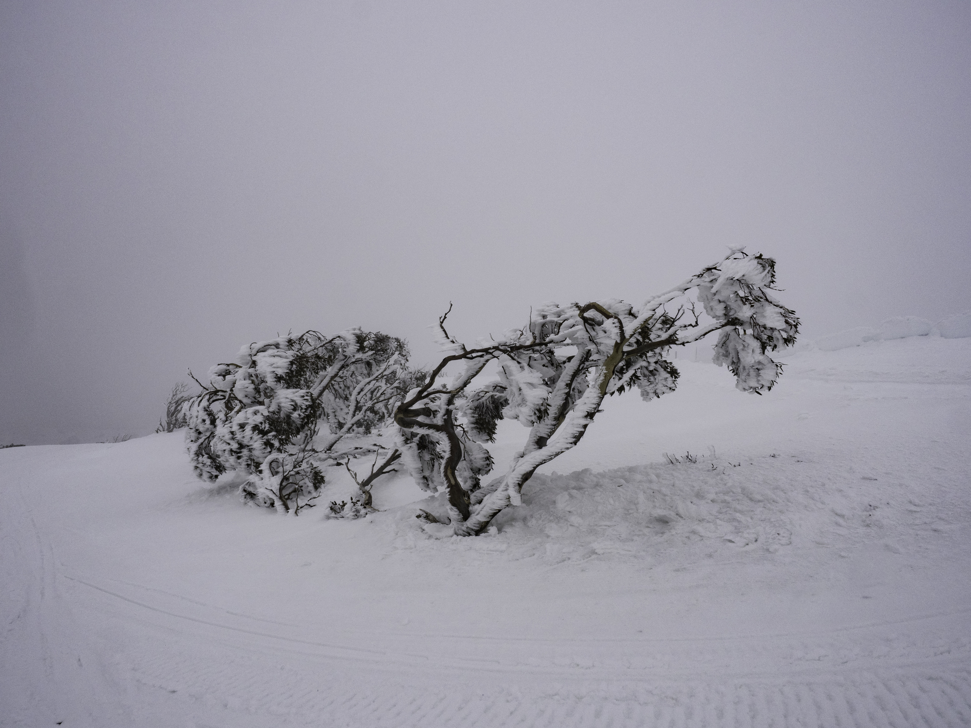 An ice-encrusted snow gum in an Australian Alps blizzard of the type we will see this weekend. Source: iStock/Chris Gordon