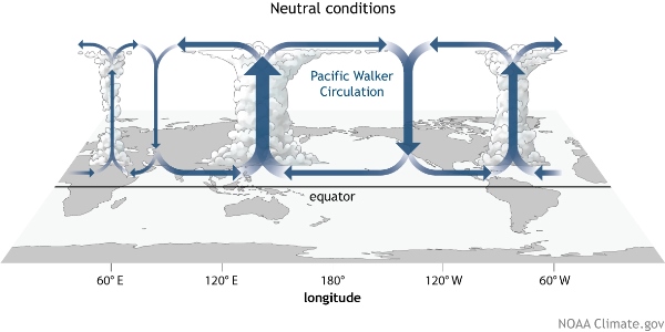 Typical Walker circulation during neutral ENSO (neither La Niña nor El Niño). Source: NOAA.