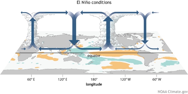 Typical changes to the Walker circulation during El Niño. Source: NOAA.