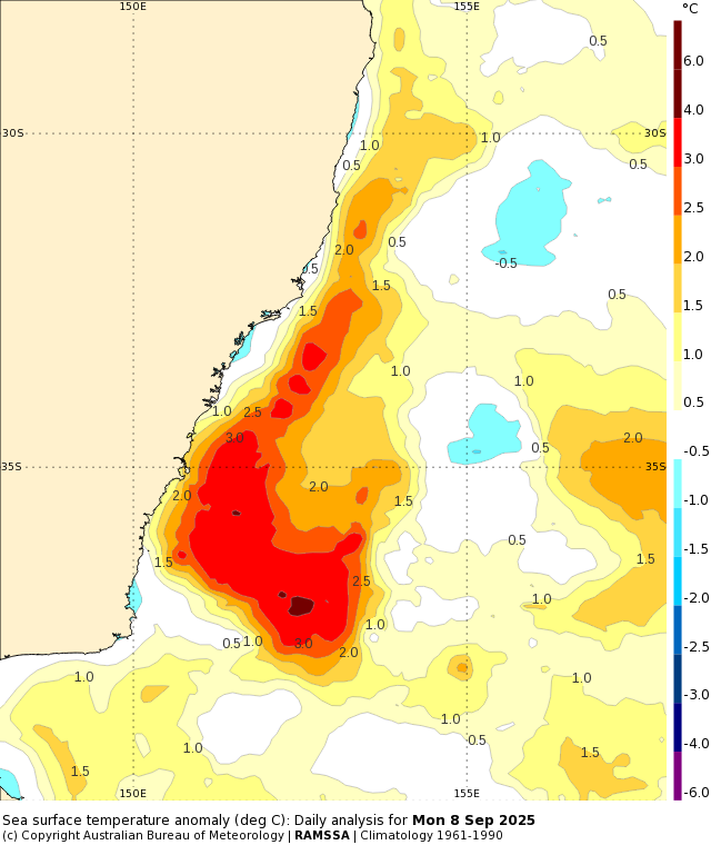 SST anomalies off the NSW coastline on Monday, September 8, 2025. Source: Bureau of Meteorology