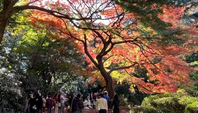 momiji1