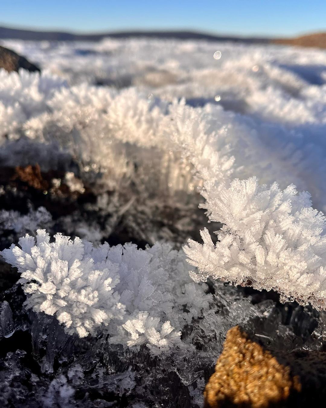 Hoar frost next to Tasmania's Great Lake