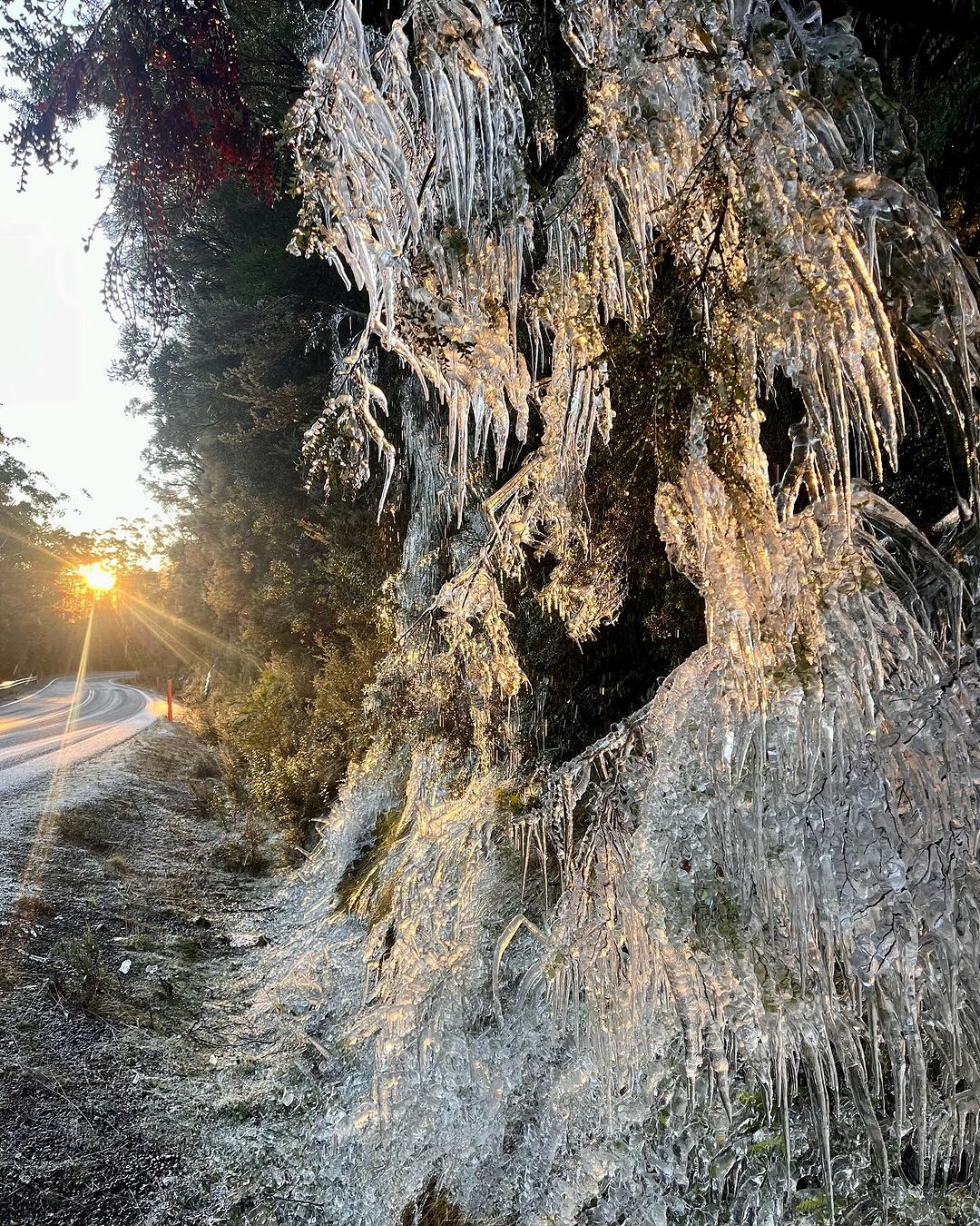 Glaze ice on a tree on Tasmania's Central Plateau