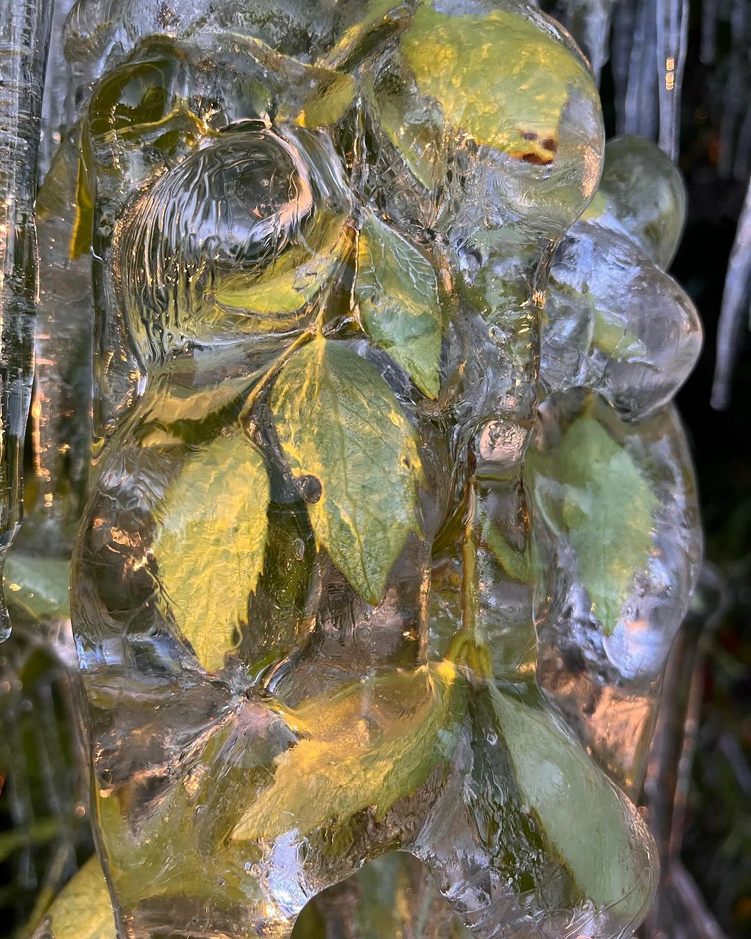 Glaze ice on leaves on Tasmania's Central Plateau