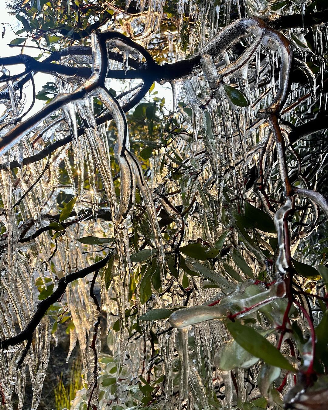 Glaze ice on Tasmania's Central Plateau