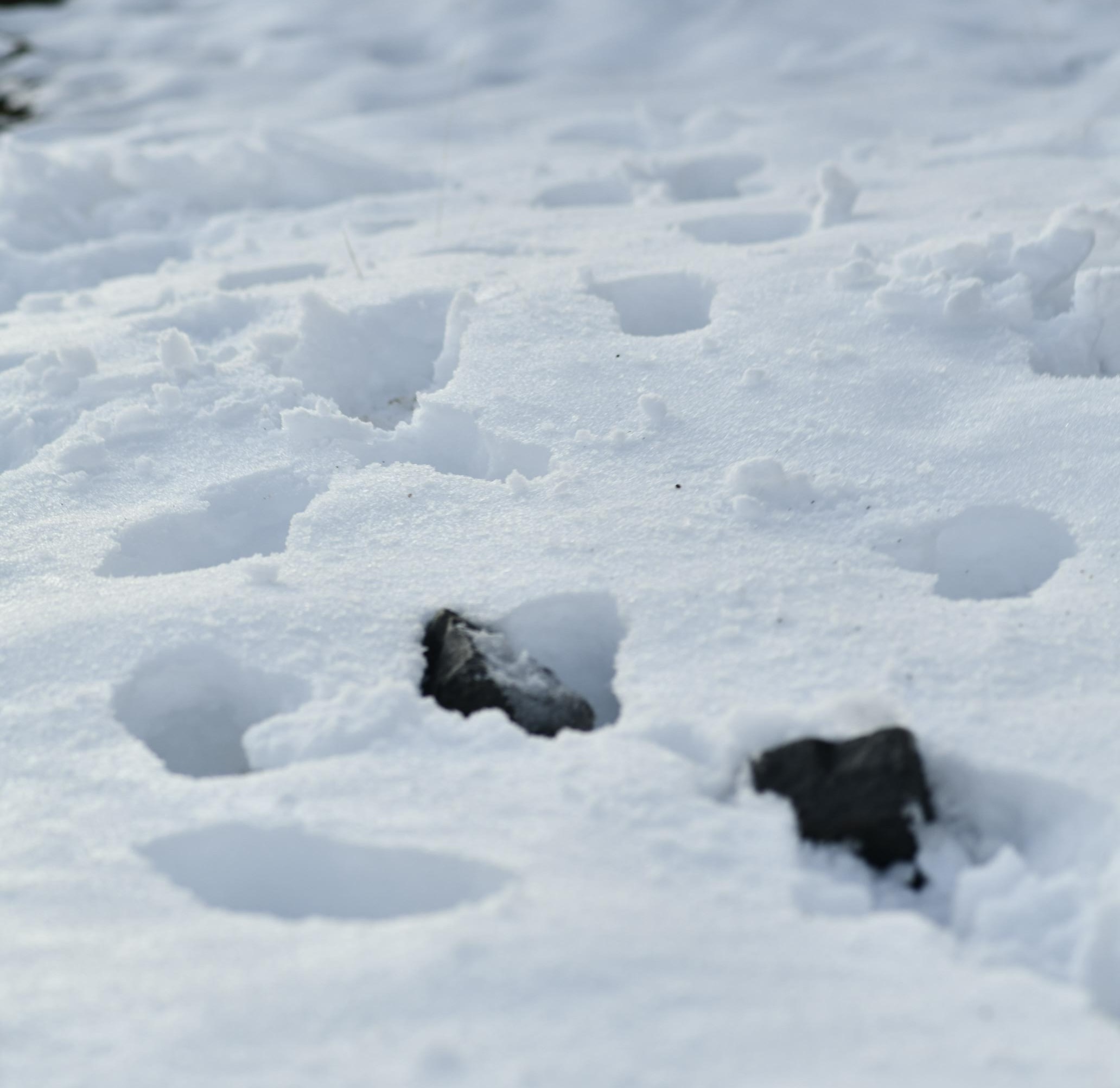 Snow on the ground in Miena on Monday, December 15, 2025. Source: @thisbellaidea / Instagram.